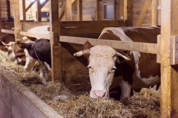 Tierschutz in der Landwirtschaft