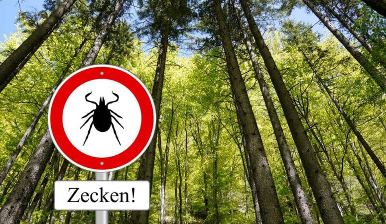 Was tun bei Zeckenbiss: Erste Hilfe beim Zeckenstich