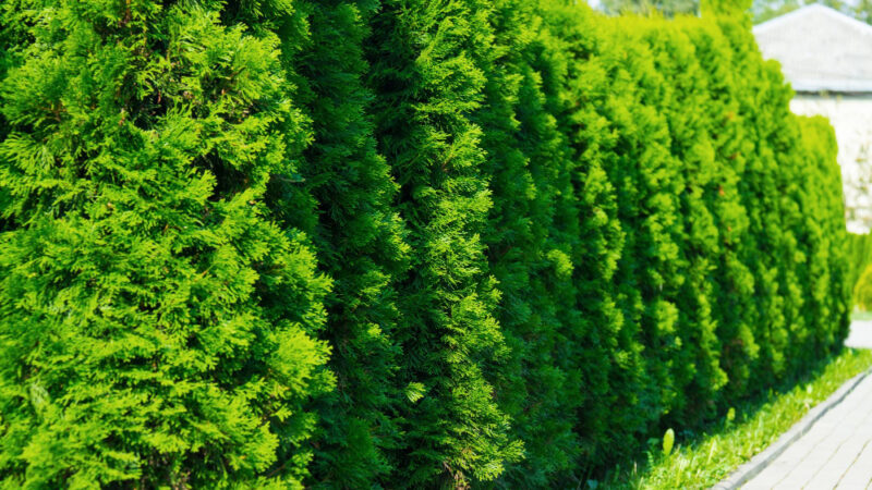 Eine Hecke pflanzen: Darauf sollten Gartenbesitzer achten